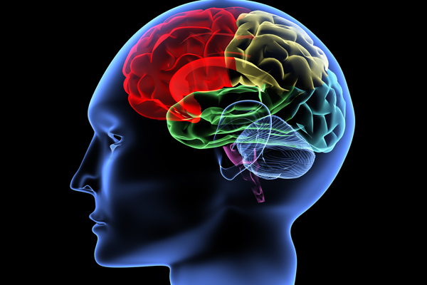 Le cerveau en évolution